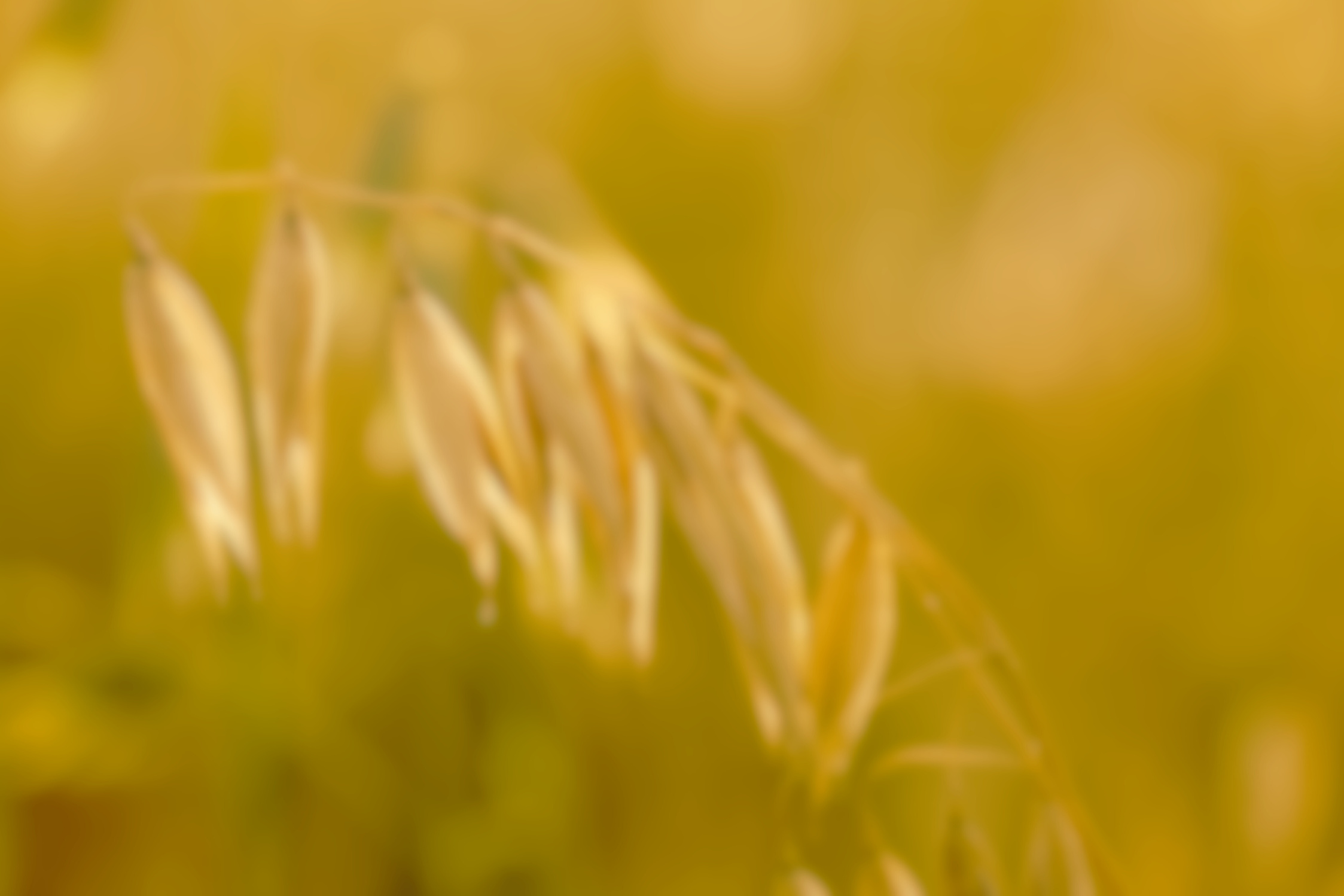 Oat in Field