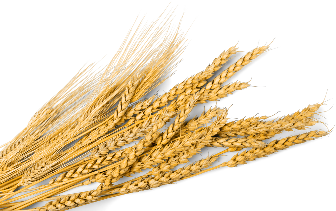 Isolated Golden Wheat