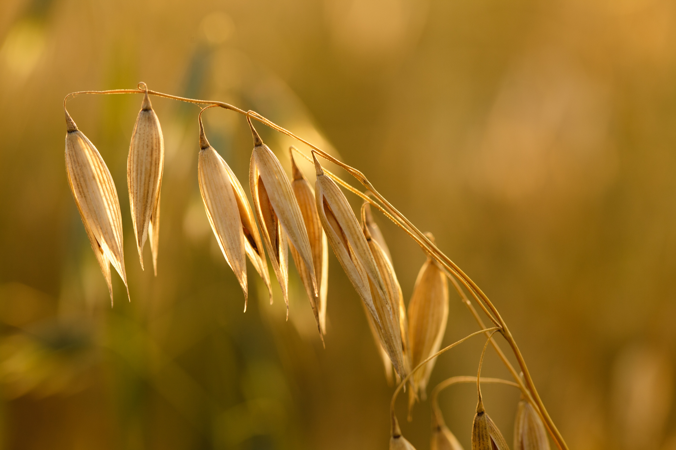 Oat in Field